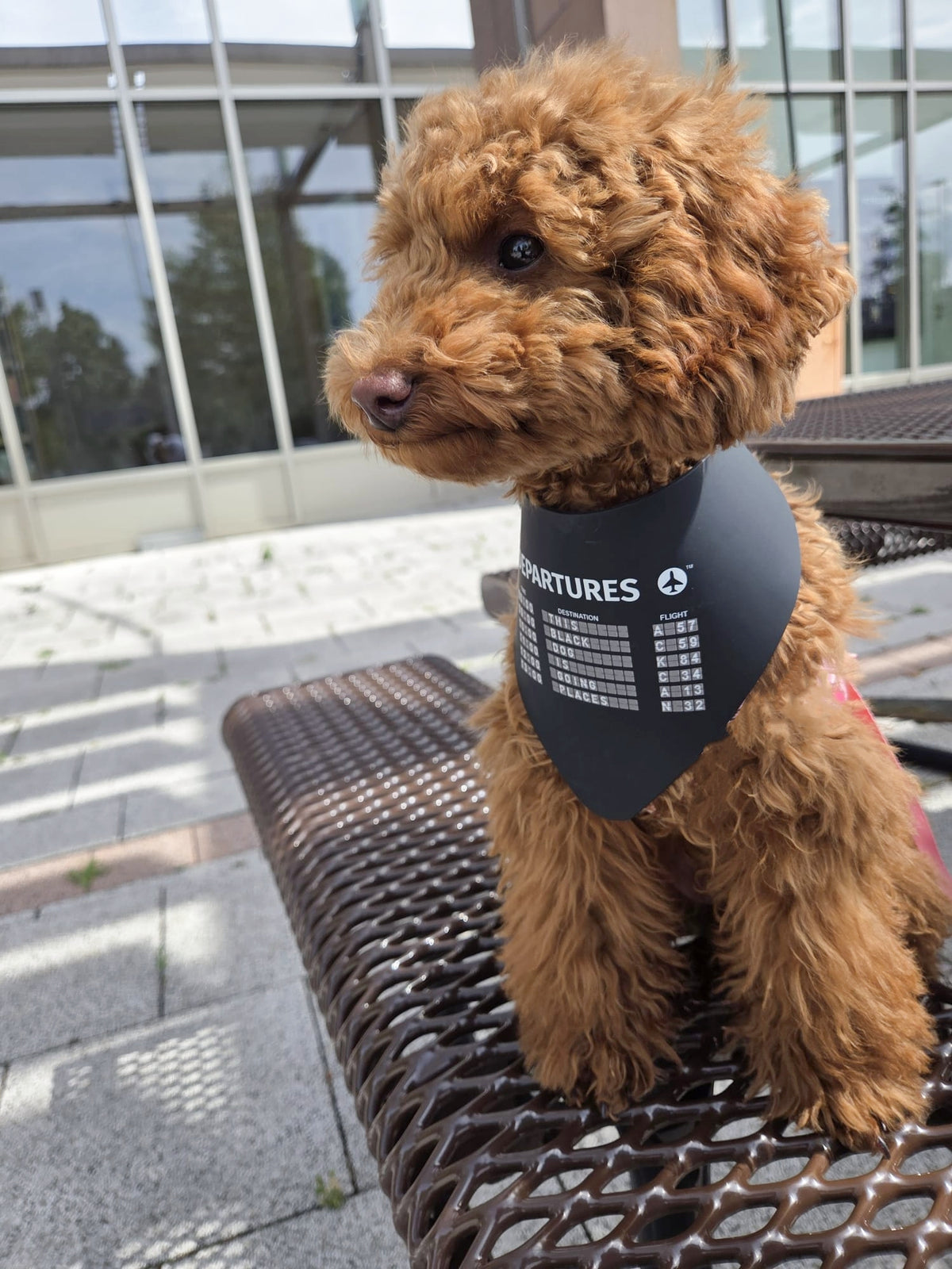 Departures Dog Collar